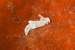 Trapania aureopunctata