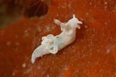 Trapania aureopunctata