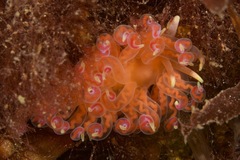 Phyllodesmium