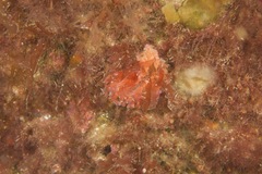 Phyllodesmium