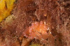 Phyllodesmium