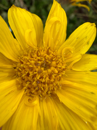 Narrowleaf arnica (Arnica angustifolia)