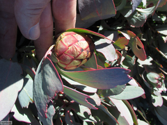 Protea recondita