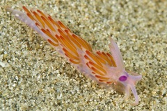 Coryphellina poenicia