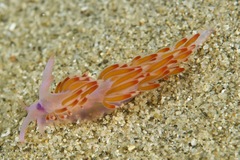 Coryphellina poenicia