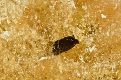 Melanochlamys queritor