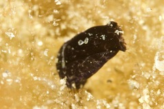 Melanochlamys queritor