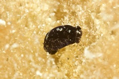 Melanochlamys queritor