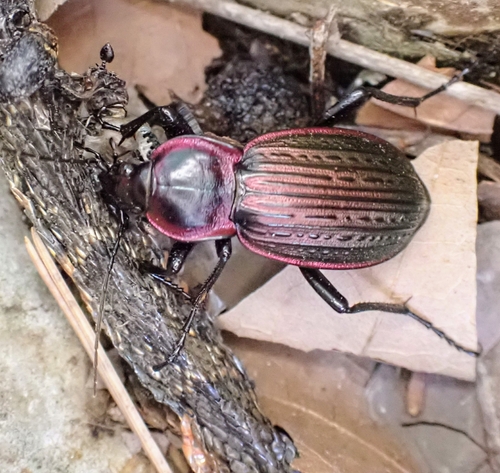 Carabus morbillosus