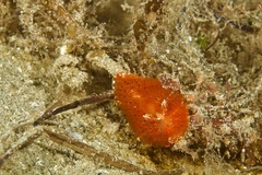 Madrella ferruginosa