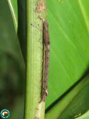 Phyllodonta