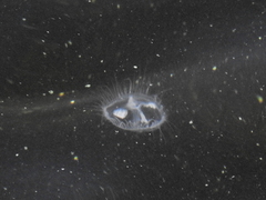 Craspedacusta sowerbii