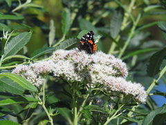 Vanessa atalanta
