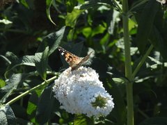 Vanessa cardui