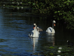 Cygnus olor