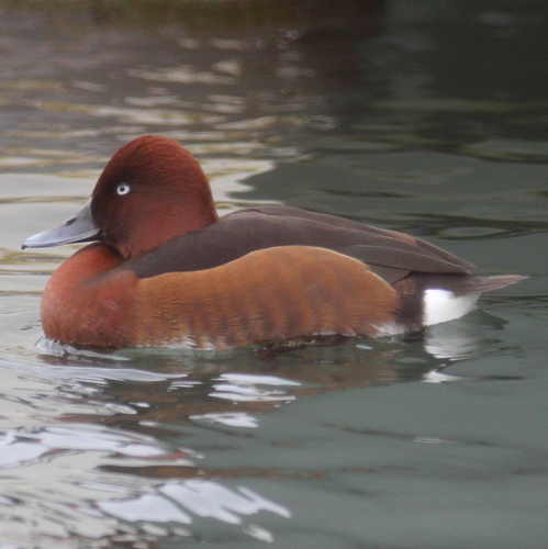 Porrón pardo (Aythya nyroca)