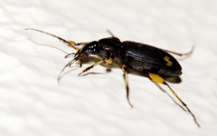 Chlaenius flaviguttatus