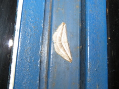 Arcobara tergeminaria