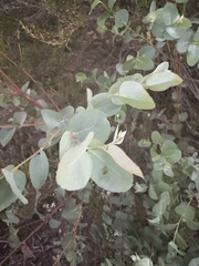 (c) sblumen, some rights reserved (CC BY) Eucalyptus gunnii, photograph (c) sblumen, some rights reserved (CC BY)
