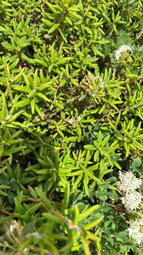 Rhododendron groenlandicum iNaturalist observation