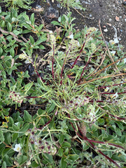 Artemisia borealis, photograph Ingvild Riska, CC BY, iNaturalist via GBIF
