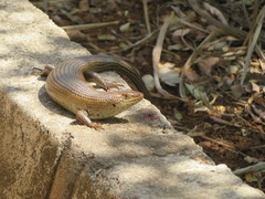 Trachylepis brevicollis