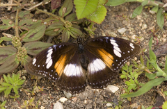 Hypolimnas bolina nerina