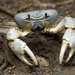 Christmas Island Blue Crab - Photo (c) budak, some rights reserved (CC BY-NC), uploaded by budak