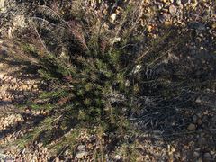 Protea witzenbergiana