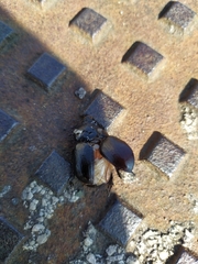 Pentodon bidens punctatus