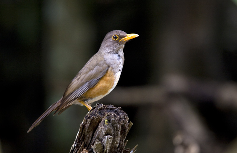 Christmas Island-Thrush (Turdus erythropleurus) photo