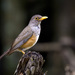 Christmas Island Thrush - Photo (c) budak, some rights reserved (CC BY-NC), uploaded by budak