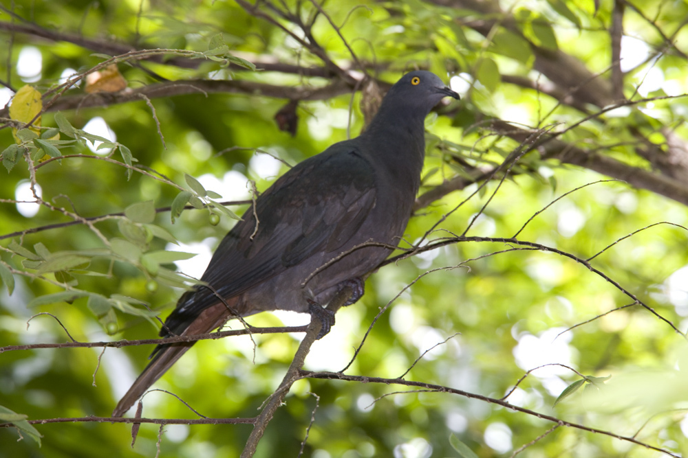 Christmas Imperial Pigeon