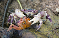 Geograpsus grayi