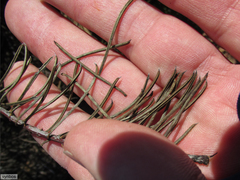 Protea witzenbergiana