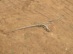 Trachylepis planifrons