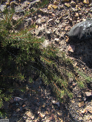 Protea witzenbergiana