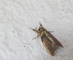 Pococera scortealis