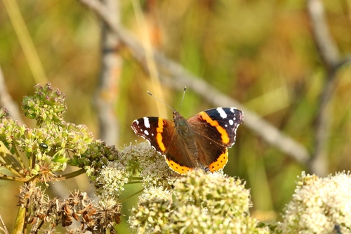 Ljepokrili admiral (Vanessa atalanta)