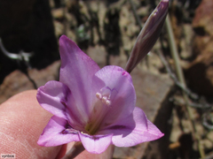 Gladiolus inflatus
