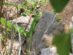 Lacerta trilineata major