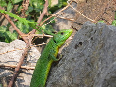 Lacerta trilineata major