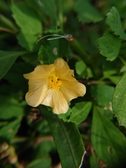 Sida rhombifolia insularis
