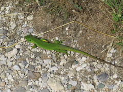 Lacerta trilineata major