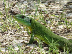 Lacerta trilineata major