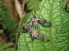 Poecilosoma eone