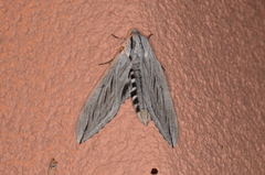 Sphinx libocedrus