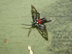 Poecilosoma eone