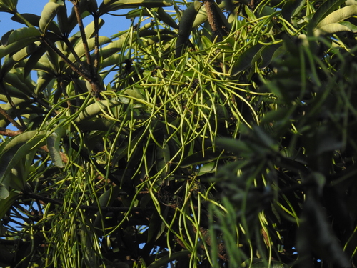 Alstonia scholaris