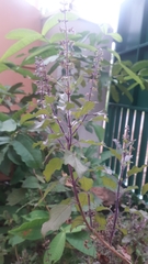 Ocimum tenuiflorum